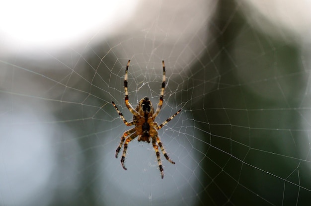 Dichtes Spinnennetz im Wald und Natur im Sommer