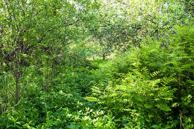 Dichtes Unterholz im überwucherten Hof im Dorf