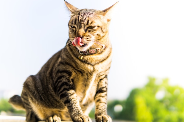 dicke Katze ist hungrig