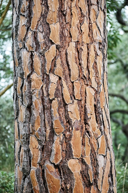 Dicke Schicht aus geprägter Rinde auf dem hohen Stamm der italienischen Kiefer im Wald bei hellem Sonnenlicht