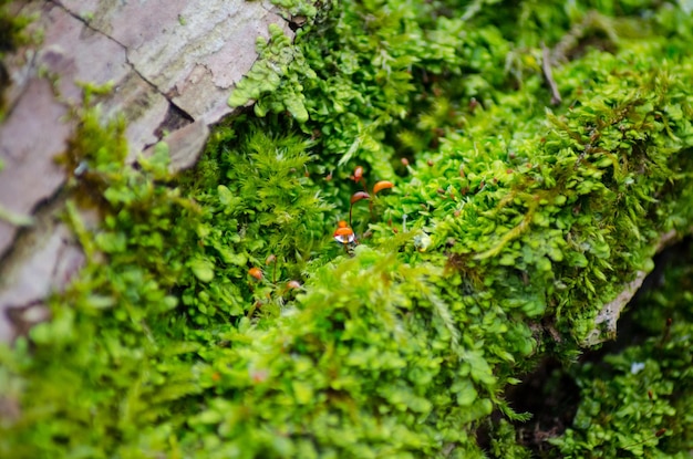 Dickes grünes Moos ließ sich auf einem Baumstamm nieder. Wald auf einem Baumstamm