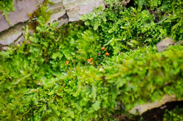 Dickes grünes Moos ließ sich auf einem Baumstamm nieder. Wald auf einem Baumstamm