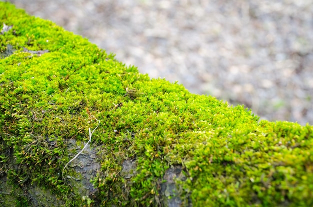 Dickes grünes Moos ließ sich auf einem Baumstamm nieder. Wald auf einem Baumstamm