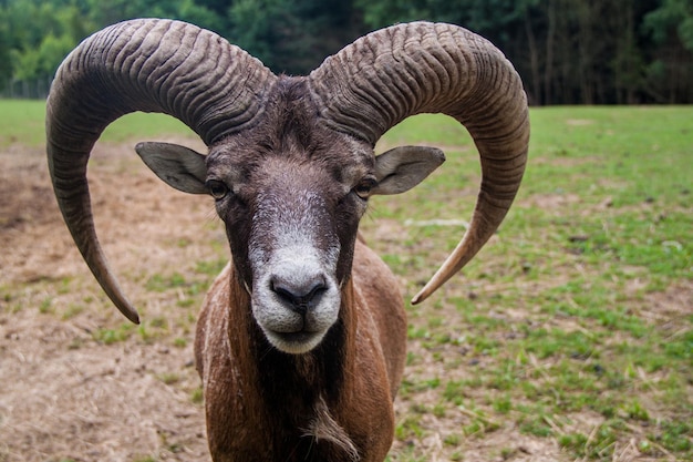 Dickhornschaf Ovis canadensis Die wilde Natur