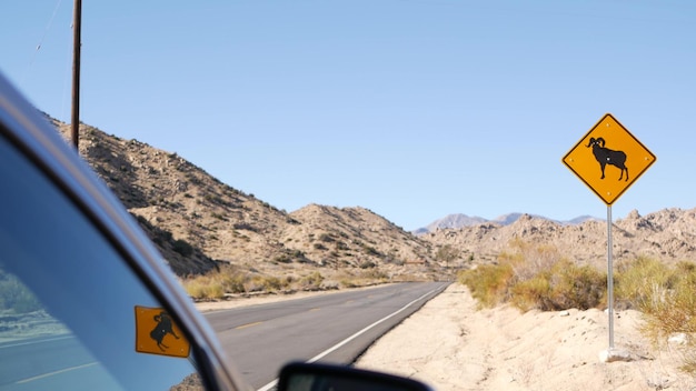 Foto dickhornschafe oder widder überqueren gelbes straßenschild kalifornien usa wildes tier xing