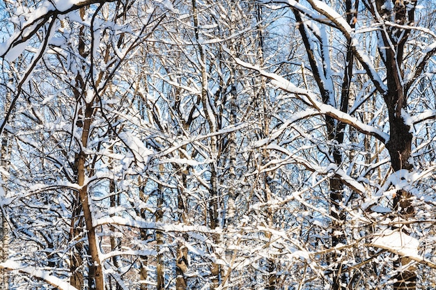 Dickicht schneebedeckte Bäume an sonnigen Tagen