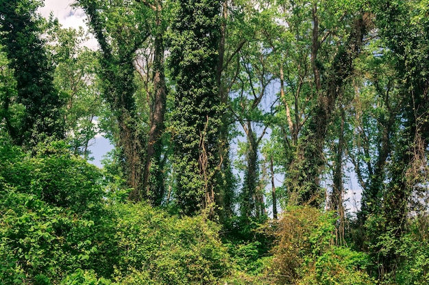 Dickicht von lianenbedeckten Bäumen in einem subtropischen Laubwald