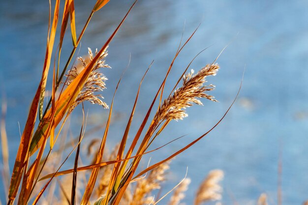 Dickichte aus trockenem Gras und Schilf in der Nähe des Flusses im Herbst