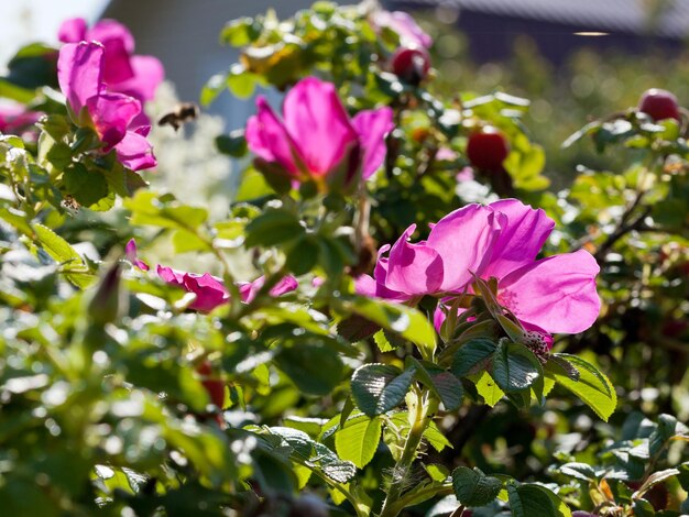 Dickichte der wilden Rose mit rosa Blume