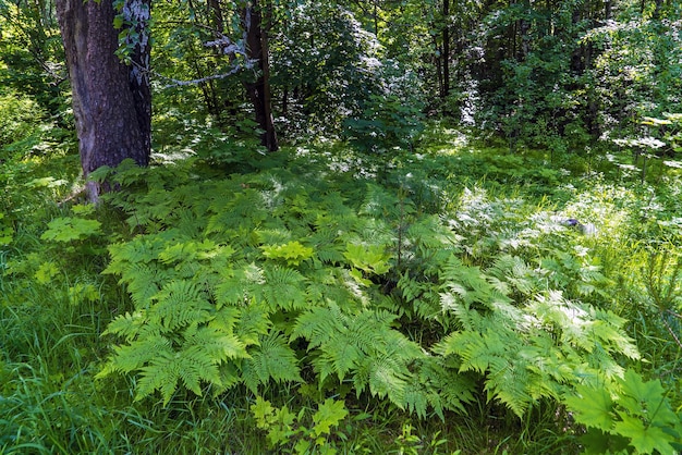 Dickichte von Farnen nahe einem Baum im Wald