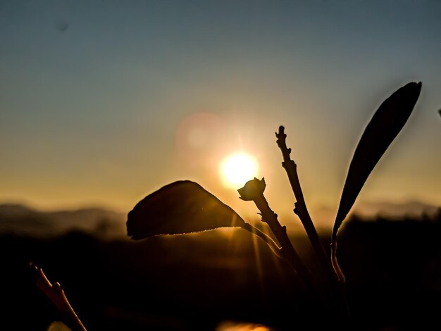 Foto die abendsonne scheint vor dem sonnenuntergang silhouette