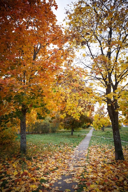 Die Abendstraße ist mit bunten Ahornblättern bedeckt. Selektiver Fokus Herbstkonzept