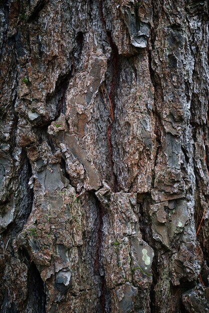 die abstrakte Baumstammbeschaffenheit in der Natur