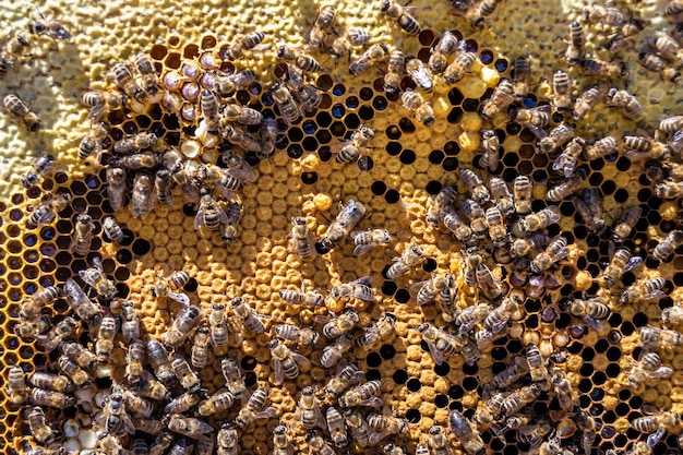 Die abstrakte Sechseckstruktur ist eine Wabe aus einem Bienenstock, gefüllt mit goldenem Honig. Eine Sommerkomposition bestehend aus klebrigem Honig aus dem Bienendorf, Honig aus dem ländlichen Raum, aus Bienenwaben auf dem Land