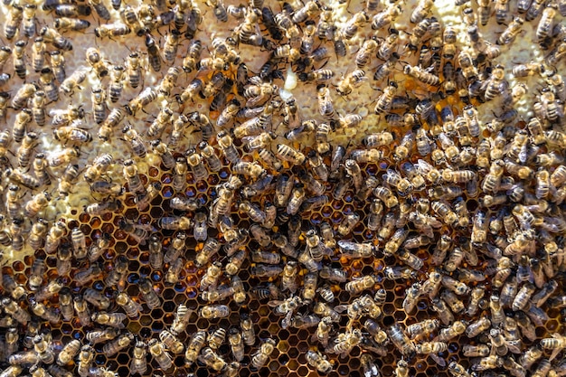 Die abstrakte Sechseckstruktur ist eine Wabe aus einem Bienenstock, gefüllt mit goldenem Honig. Eine Sommerkomposition bestehend aus klebrigem Honig aus dem Bienendorf, Honig aus dem ländlichen Raum, aus Bienenwaben auf dem Land