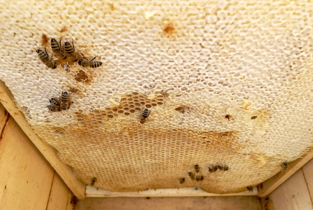 Die abstrakte Sechseckstruktur ist eine Wabe aus einem Bienenstock, gefüllt mit goldenem Honig