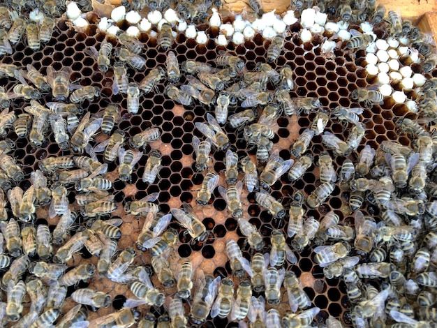 Die abstrakte Sechseckstruktur ist eine Wabe aus einem Bienenstock, gefüllt mit goldenem Honig