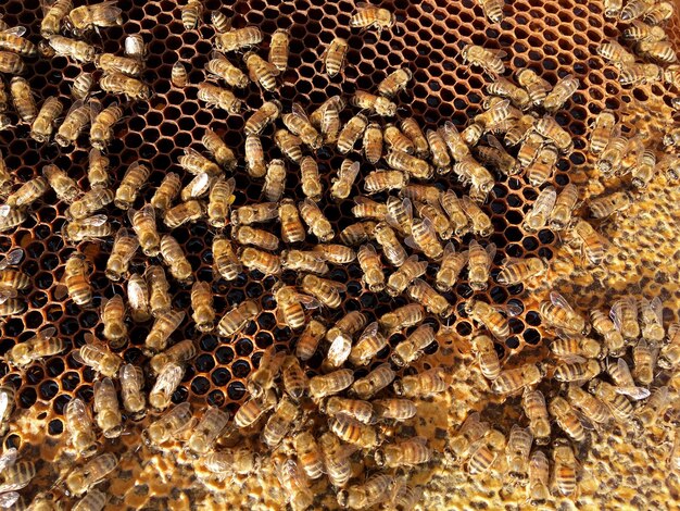 Die abstrakte Sechseckstruktur ist eine Wabe aus einem Bienenstock, gefüllt mit goldenem Honig