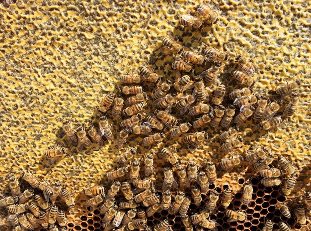 Die abstrakte Sechseckstruktur ist eine Wabe aus einem Bienenstock, gefüllt mit goldenem Honig