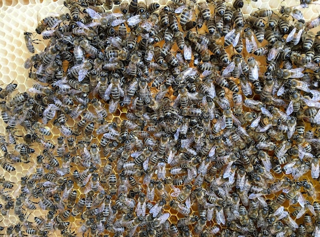 Die abstrakte Sechseckstruktur ist eine Wabe aus einem Bienenstock, gefüllt mit goldenem Honig