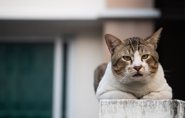 Die ältere Katze, welche die Kamera, selektiven Fokus sitzt und betrachtet.