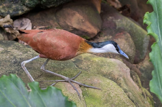 Foto die afrikanische jacana actophilornis africana