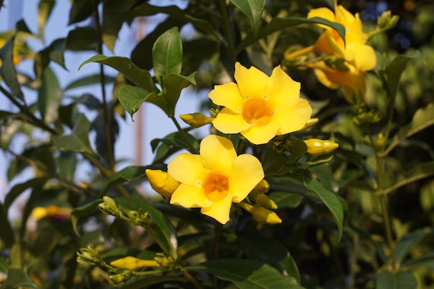 Die Allamanda cathartica blüht am Nachmittag