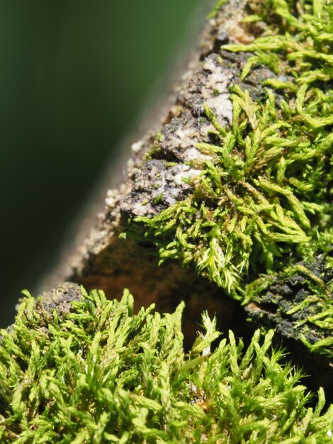 die alten fällen den baum