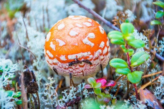 Die Amanita Pluteaceae Nahaufnahme. Nadym.