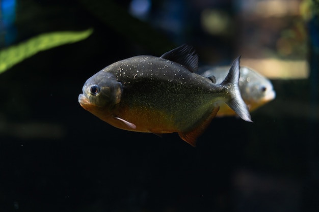 Die Amazone ist ein räuberischer Piranha-Fisch, zwischen den Algen schwimmt ein Schwarm wütender hungriger Fische