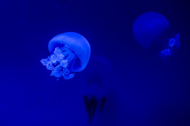 Die anmutige Rhopilema Esculentum-Meduse im tiefen blauen Meer