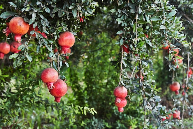 Die Anpflanzung von Granatapfelbäumen in der Erntezeit ist eine großartige Frucht für Rosh Hashanah