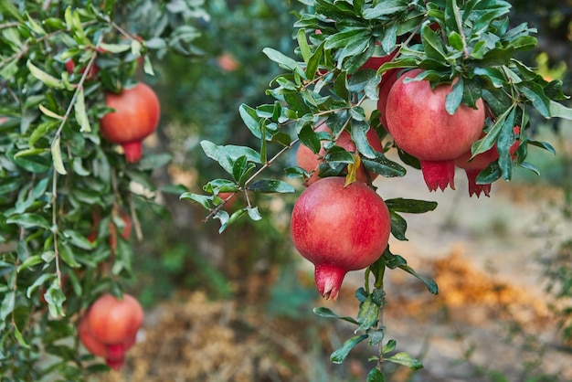 Die Anpflanzung von Granatapfelbäumen in der Erntezeit ist eine großartige Frucht für Rosh Hashanah