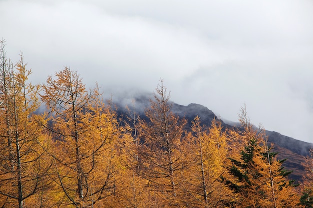 Die Ansicht über den Nationalpark Fuji am Herbst, Japan