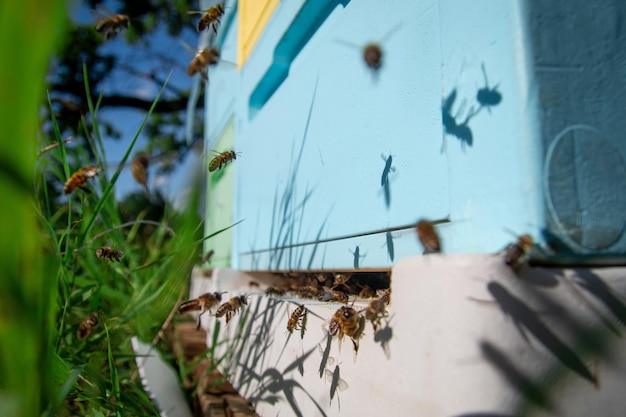 Foto die arbeiterbienen fliegen zum bienenstock, nachdem sie blütenpollen auf den feldern gesammelt haben, um honigbienen im bienenhaus zu machen