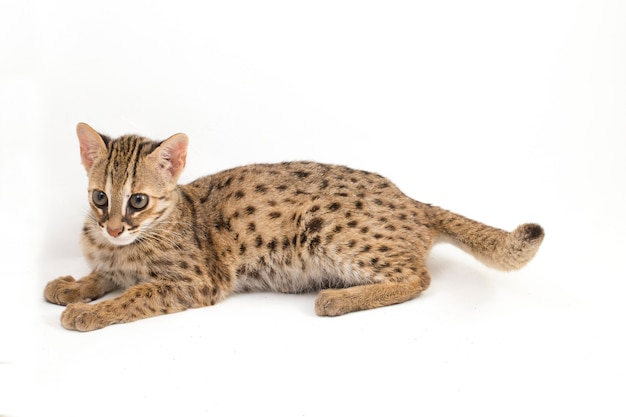 Die asiatische Leopardenkatze lokalisiert auf Weiß
