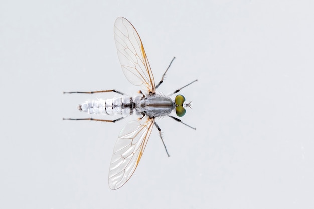 Die Asilidae sind die Familie der Räuberfliegen, auch Attentäterfliegen genannt. Von oben gesehen. Insekt. Tier