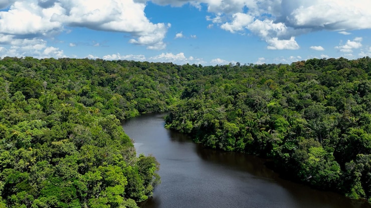 Foto die atemberaubende landschaft des amazonaswaldes im brasilianischen bundesstaat amazonas