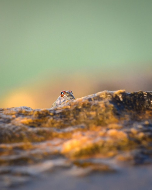 Die Augen des Schlammspringers blicken abends von einem Felsen am Strand aus