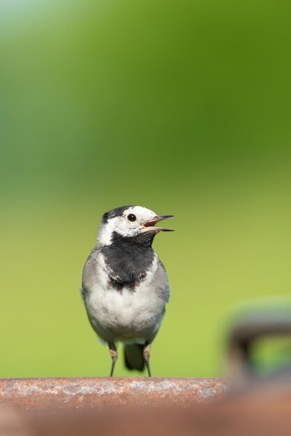 Die Bachstelze Motacilla alba