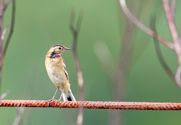 Die Bachstelze (Motacilla citreola) ist ein kleiner Singvogel aus der Familie der Motacillidae.