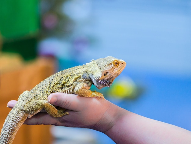 Die bärtige Agama sitzt auf der Hand des Käufers in der Zoohandlung. Die Auswahl eines neuen Haustieres.