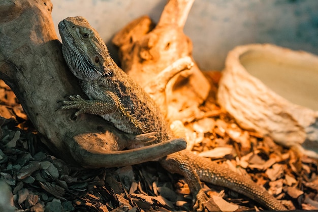 Die bärtige Agama sitzt auf einem Baumstumpf