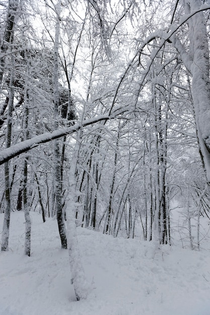 Die Bäume sind nach Frösten und Schneefällen mit Schnee bedeckt, Schneeverwehungen im Park oder Winterwald, es werden Fußspuren im Schnee sein, viele kahle Laubbäume in der Wintersaison