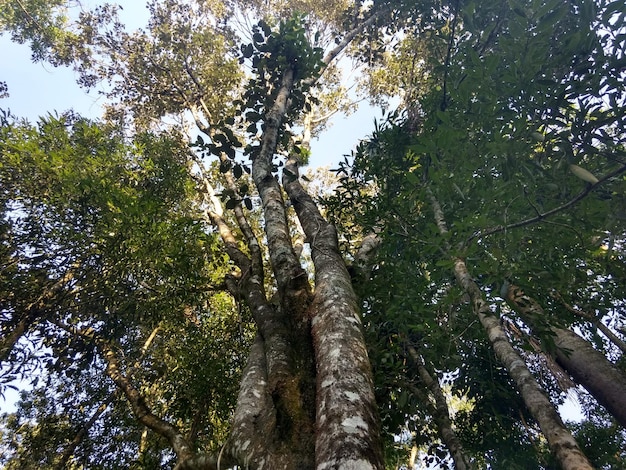 Die Bäume stehen im Wald