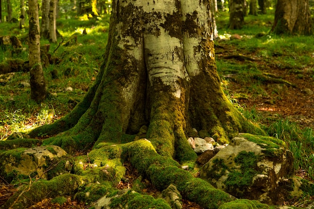 Die Basis des Baumes und die Wurzeln sind mit grünem Moos bedeckt, einem dunklen dichten Wald.