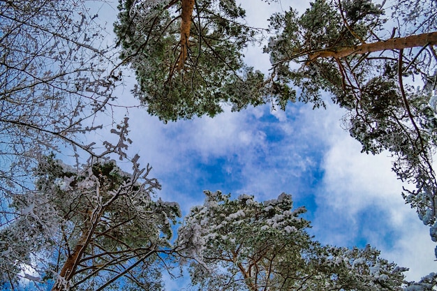 Die Baumkronen im Schnee. Winterlandschaft in Lettland. Schneebedeckte Äste im Wald