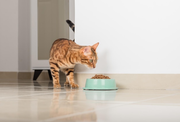 Die bengalische Katze schaut um die Ecke und sieht eine Schüssel mit Essen vor dem Hintergrund des Raumes.