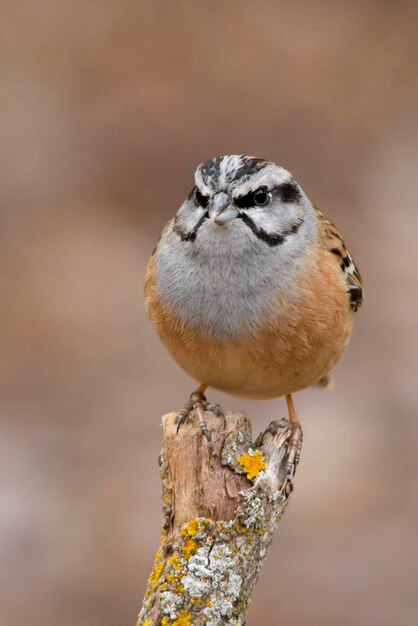 Die Bergammer Emberiza cia ist eine Singvogelart aus der Familie der Schreiber