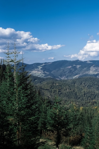 Die Berge an einem sonnigen Tag mit Wolken und Nadelwald. Landschaft